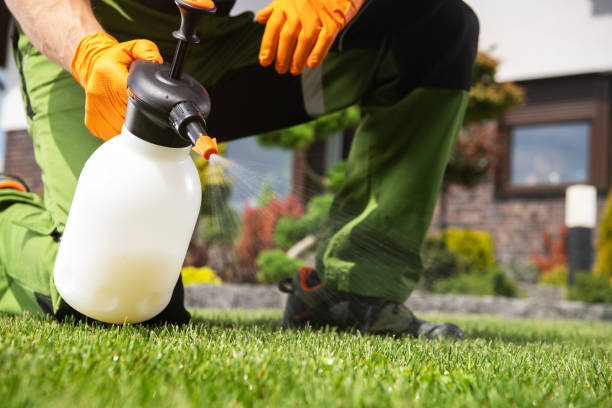 Best Wasp Removal Services  in Fort Davis, TX
