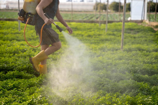 Insect Control in Fort Davis, TX